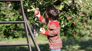 Apple Picking in Loudoun County Virginia