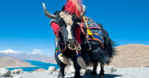 Himalayan Wild Yak