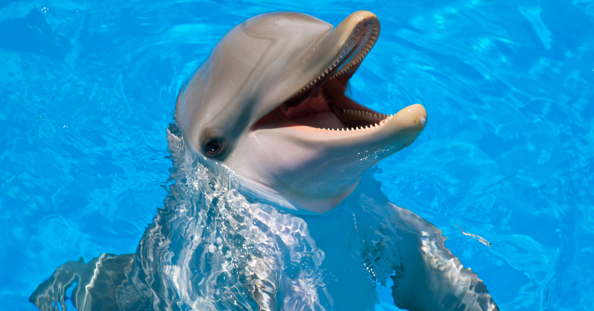 National Aquarium Dolphin