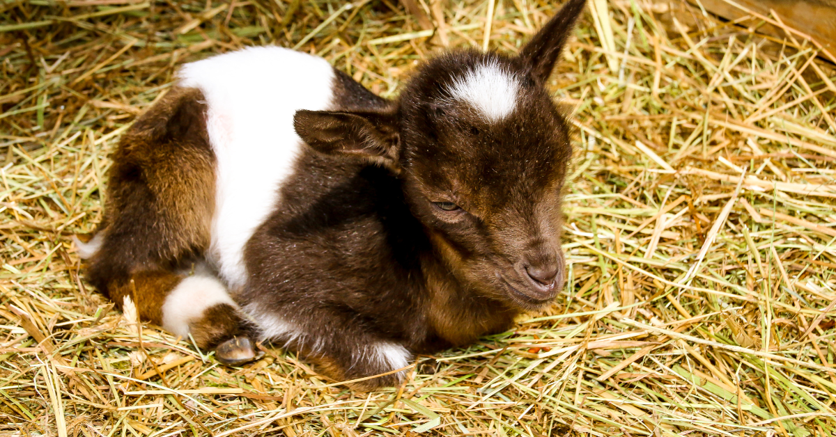 baby goats at georges mill farm